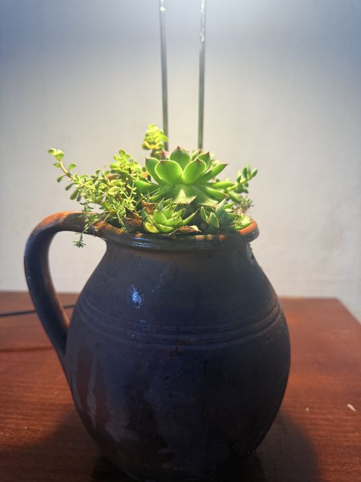 Керамична каничка със сукуленти