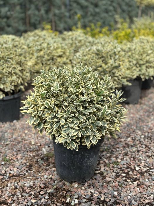 Шаровой Euonymus Bravo Италия