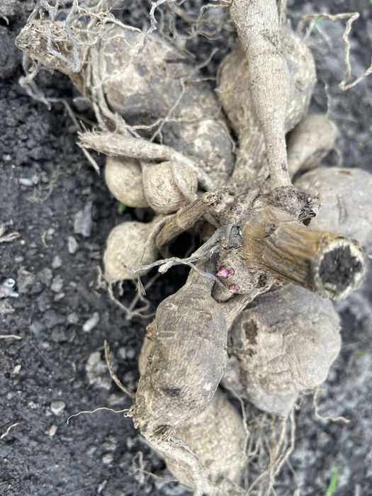 Георгины крупные розовые