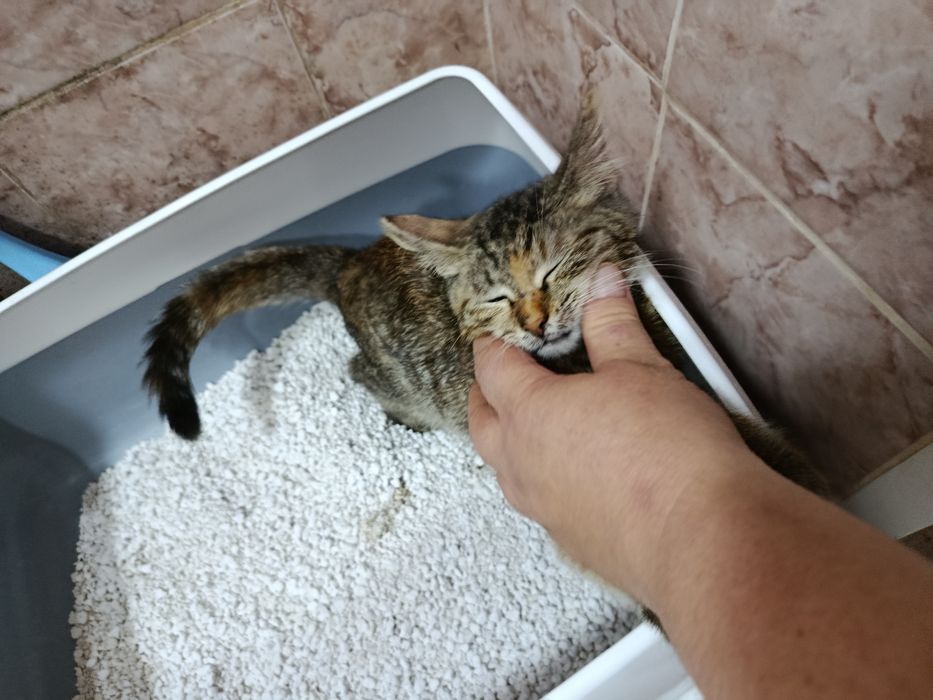 Котёночек Каскелен