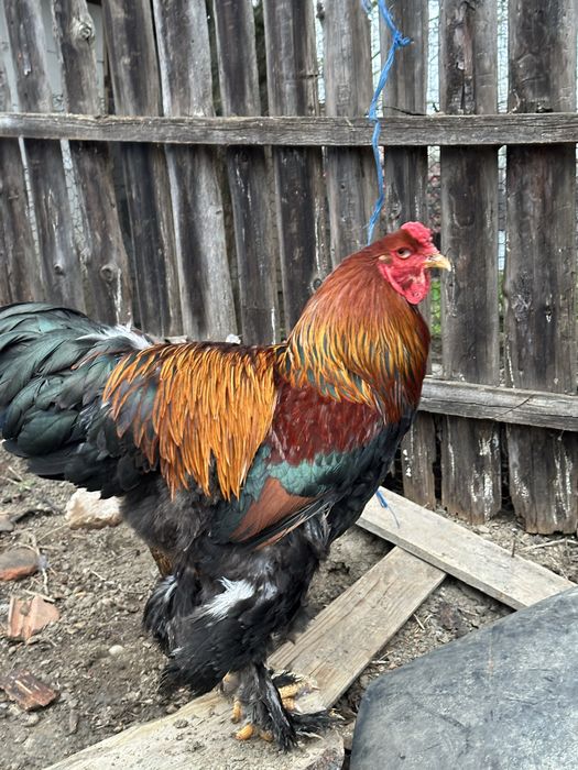 Disponibila pereche brahma potarnichiu