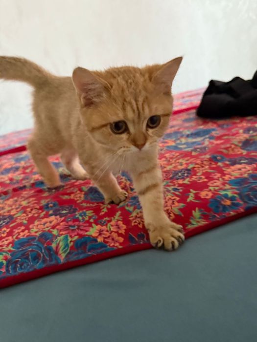 Продается кошка в хорошие ручки