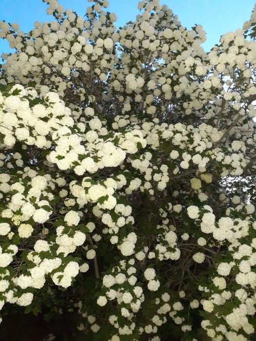 Продам дачу в 21 колективе