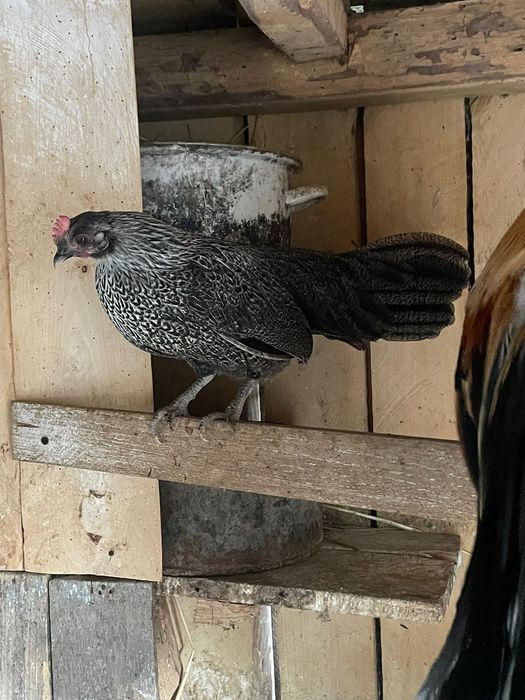 Vând pereche de phoenix