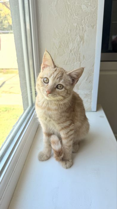 Котенок бесплатно