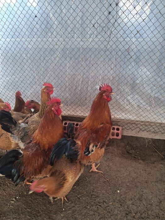 Қораз 2 шт Кучинский