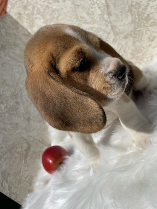 Триколорнве детки Бигля