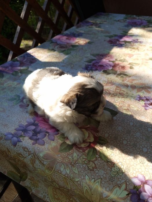 Catei shih tzu catelusi