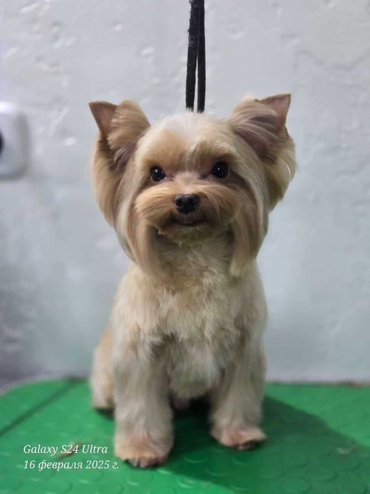 Вязка не продажа!