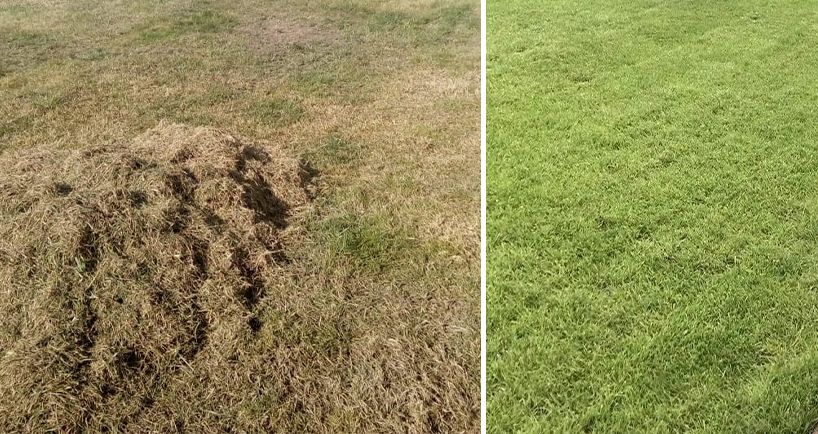 Скарификация газона