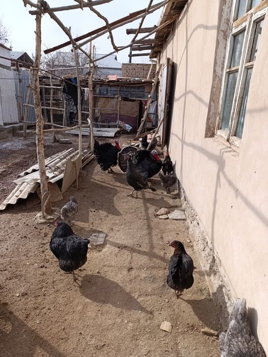 Туйе тауык сатылады