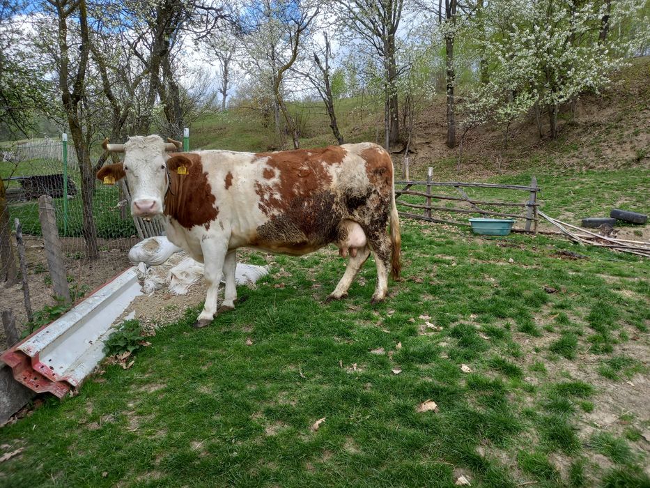 Vaca de   vanzare