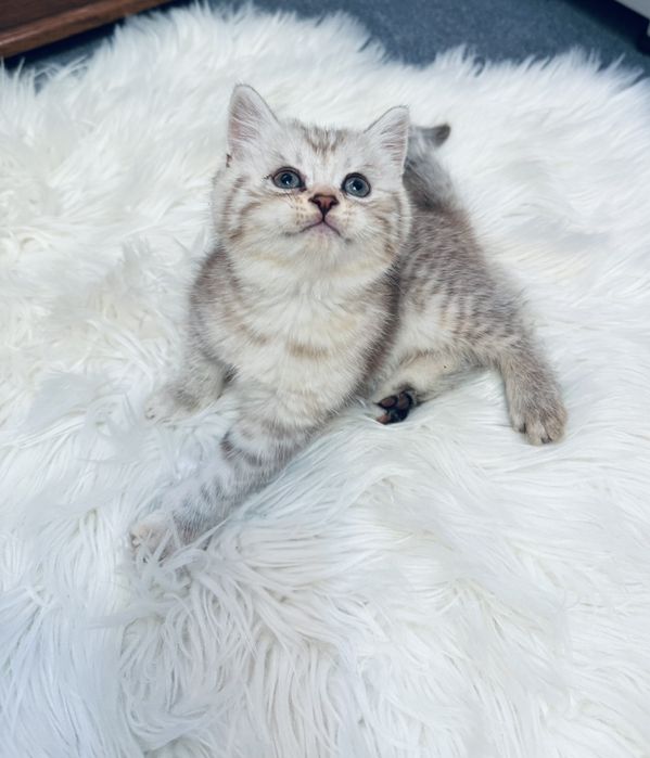 British longhair