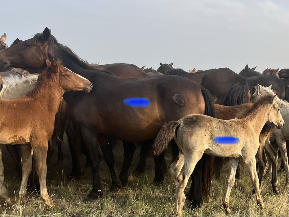 Продам кобылку с жеребеноком