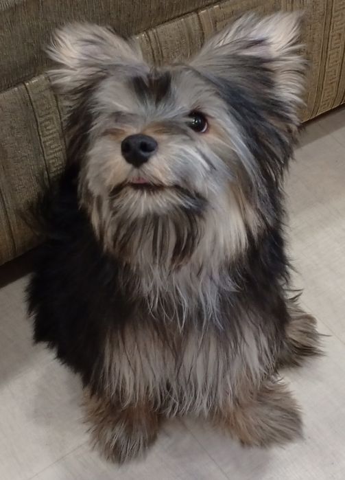 Йоркширский терьер