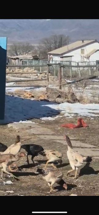 Дакан бойцовский обмен