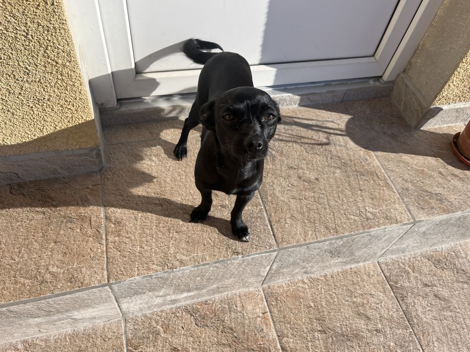 Продавам пинчери