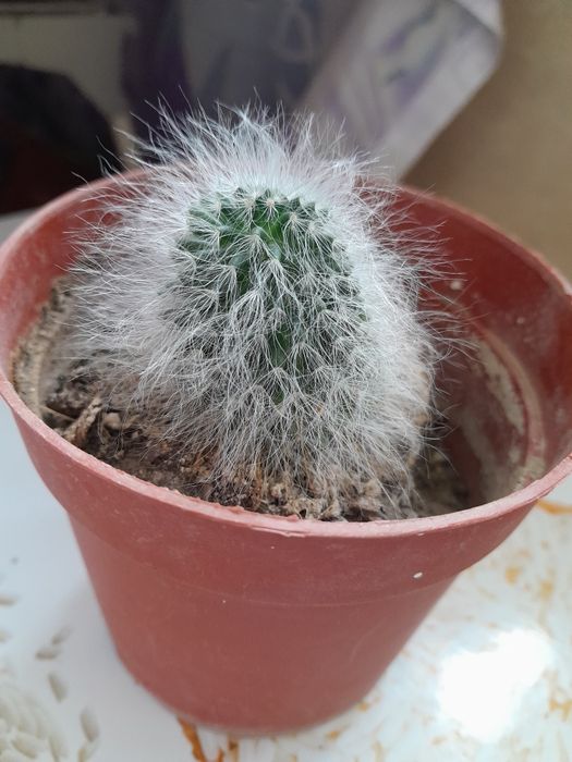 Необыкновенный кактус