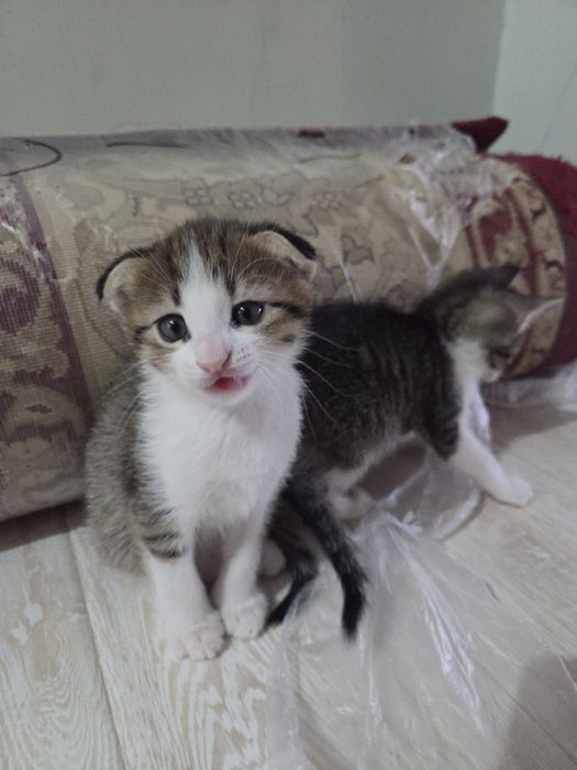 отдаем котят в добрые руки