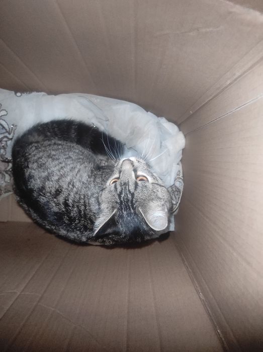 Отдам котенка в добрые руки