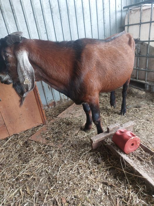 Tap anglo cu acte de origine