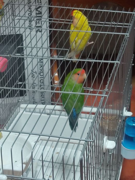 Продам Лутинов вместе клеткой домиком