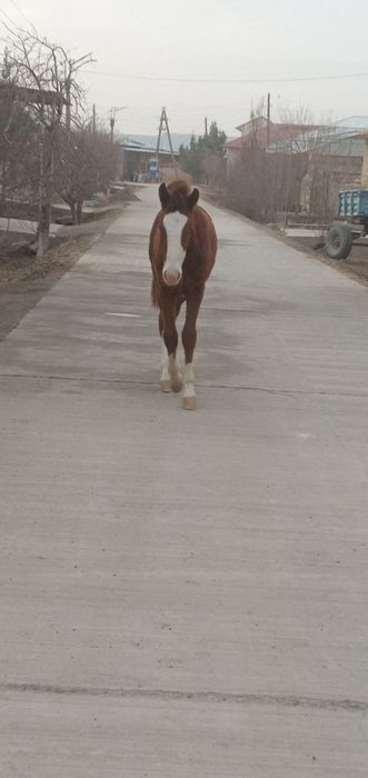 Toy sotiladi 8 oylik