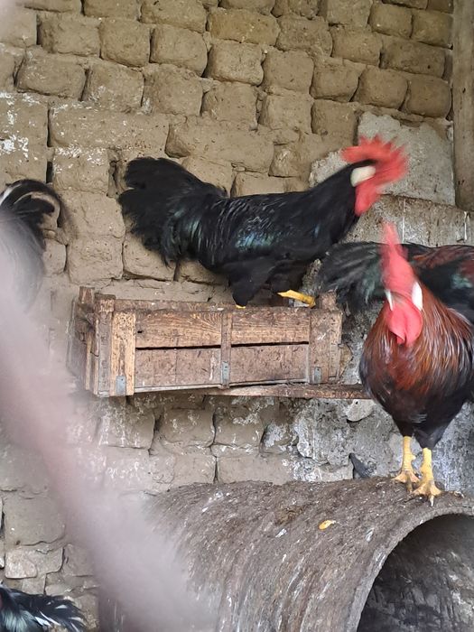 легхорн,серама,декоративни