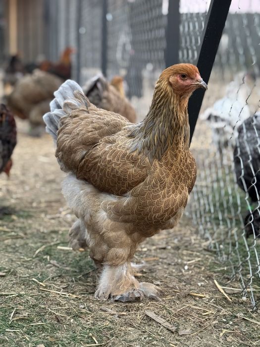 Ofer spre vanzare gaini si cocosi Brahma