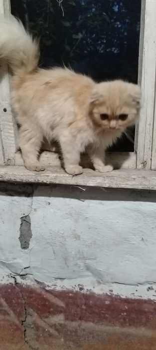 Срочно продам породистых котят вислоушек малышам 4 мес не дорого!