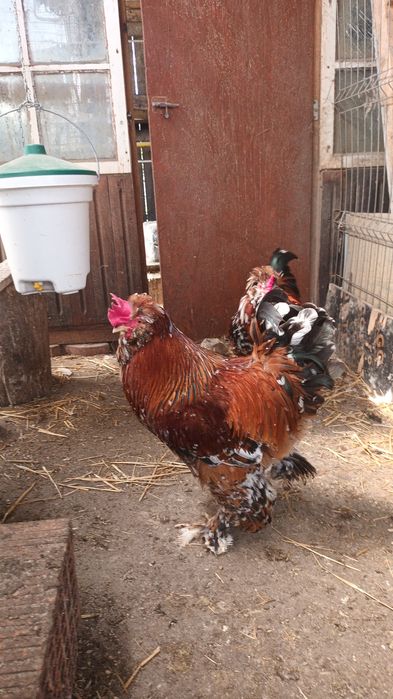 Vand oua pentru incubat de Strumski