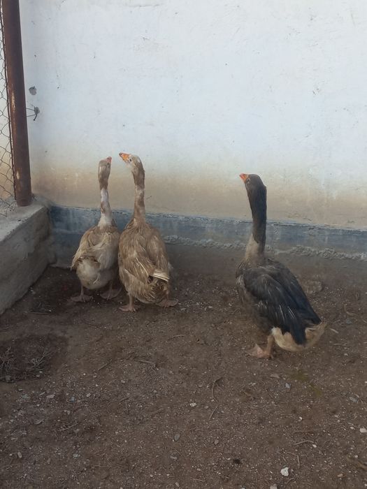 Қаздар,гусы 3 қаз