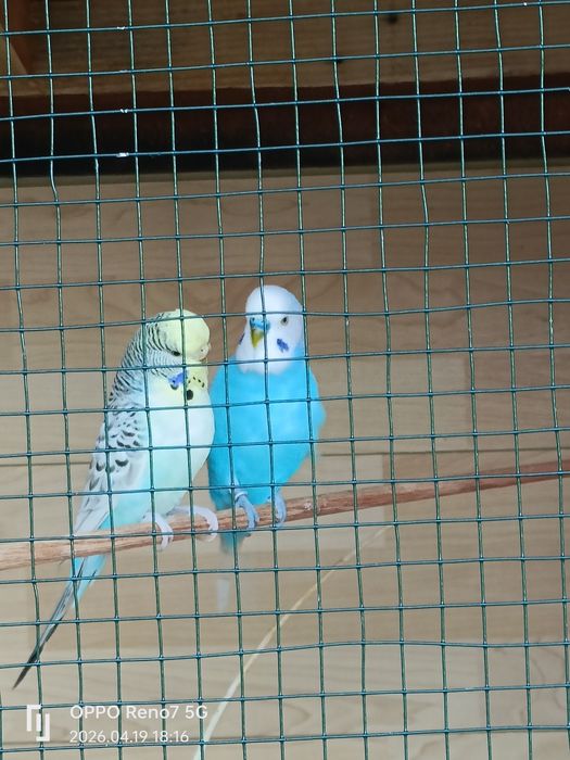 Canari de cantec și peruși