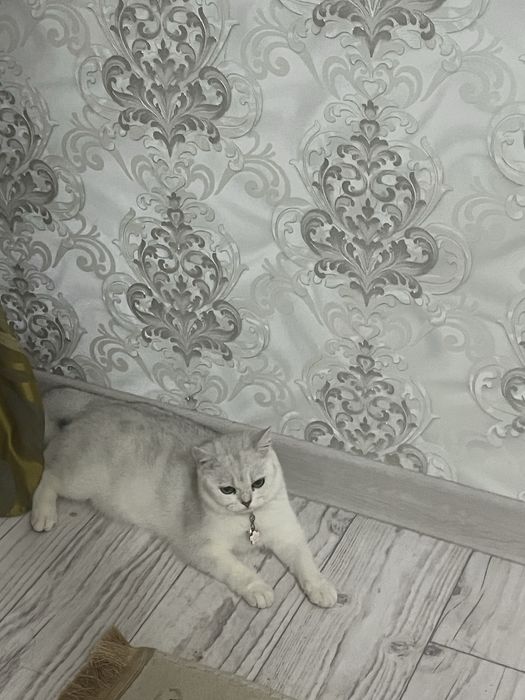 Британский шинщила