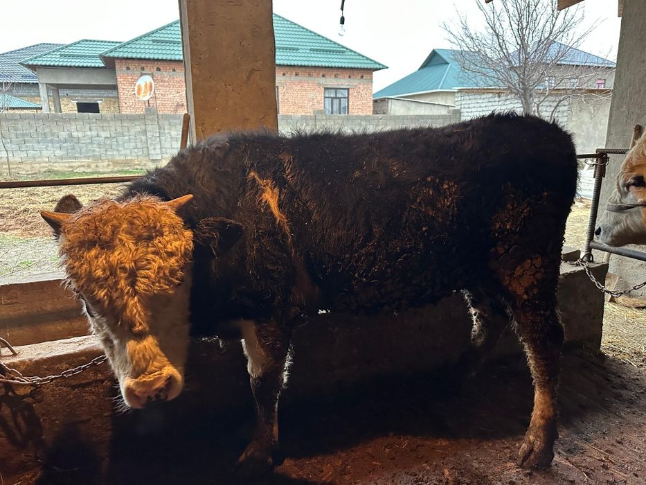 Букалар породстый