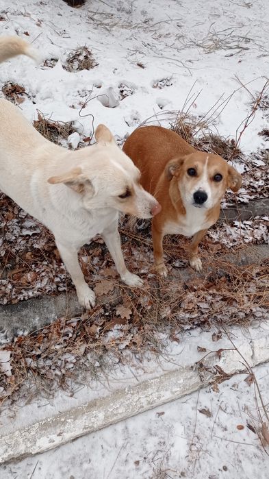 Собачки_ищем дом для них