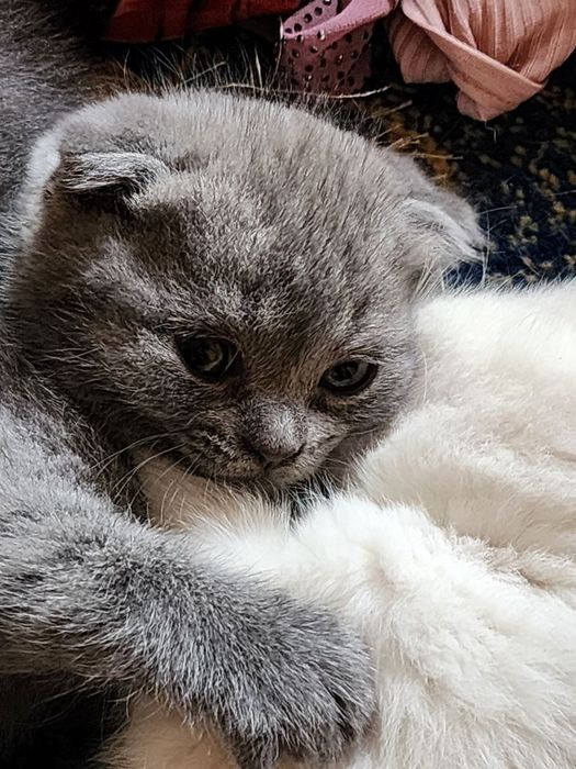 Toza qonli Scottish fold va straytlar sotiladi