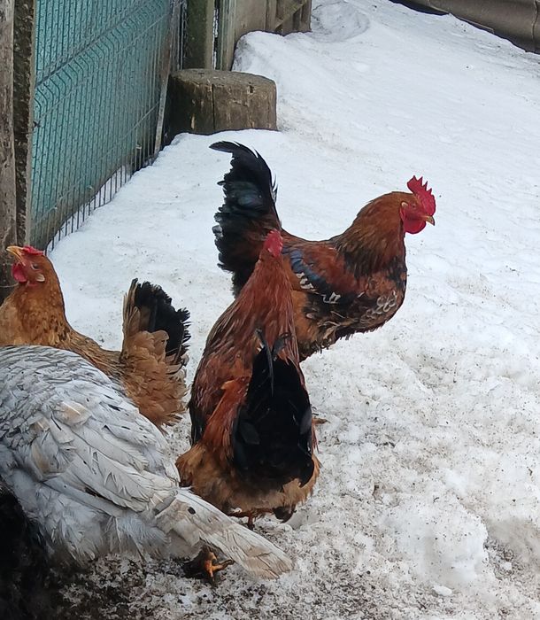 Vand 5 cocoși roșii