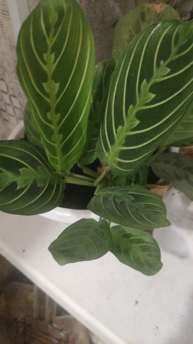 Продам комнатные цветы.