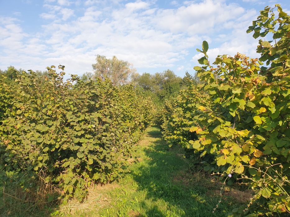 Продава се Земеделски имот в с. Шейново, Област Стара Загора -  кв.м за 3315 €/дка - Снимка #1