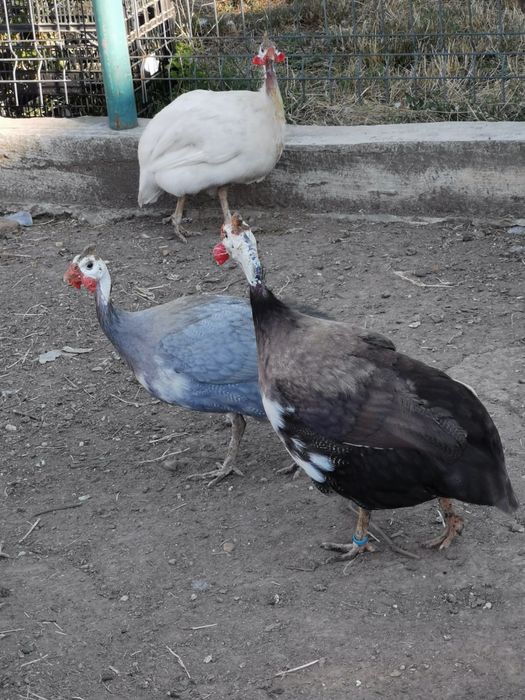 Vand oua proaspete de gaina,rata lesasca si bibilica