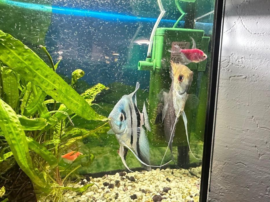 Продам аквариум с рыбками!!!