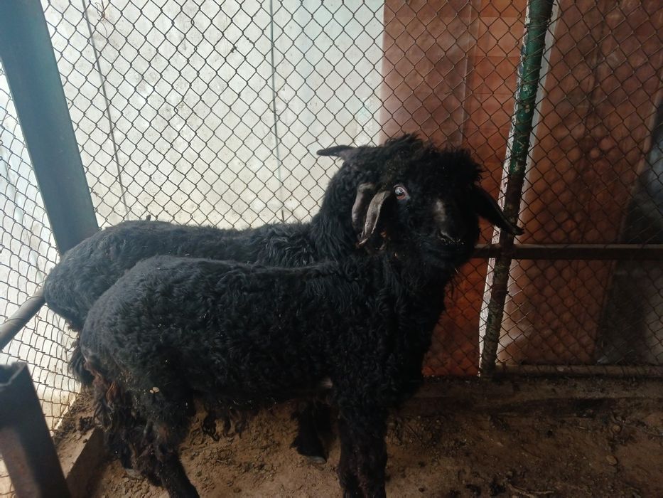 Токтылар сатлады.