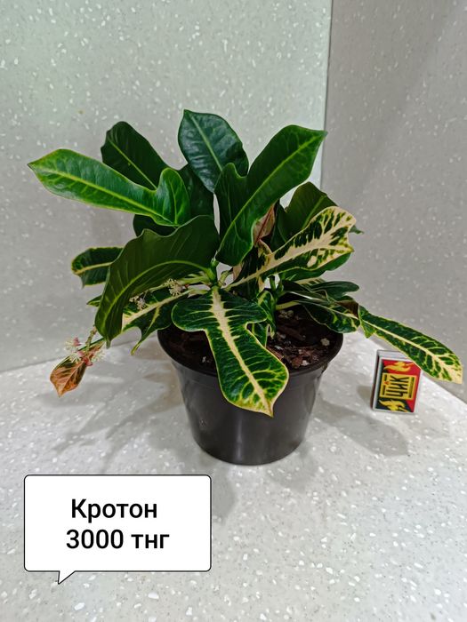 Комнатные цветы для дома