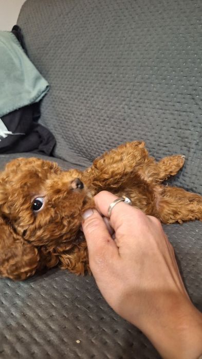 пуделчета играчка/момче и момиче/toy