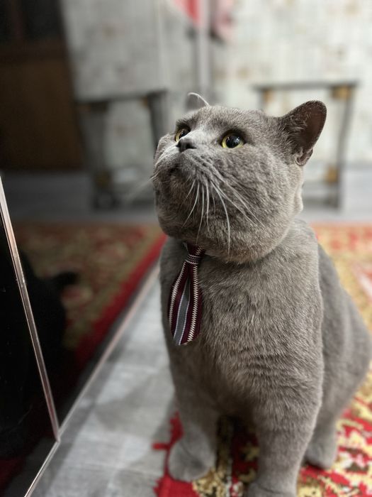 Britanskiy mushugimiz ayol mushuklarni uvhrashuvga chaqiradi