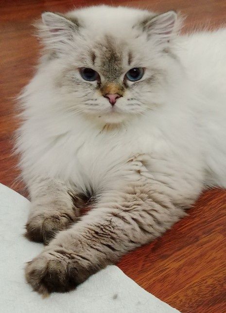 Скоттиш Страйт Хайленд Поинт вязка