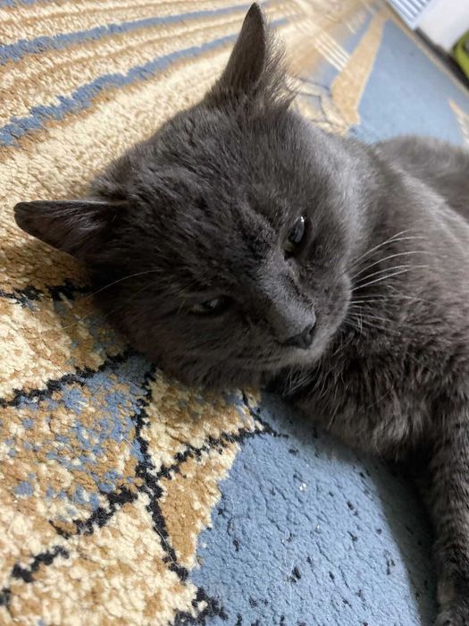 отдам в добрые руки кота