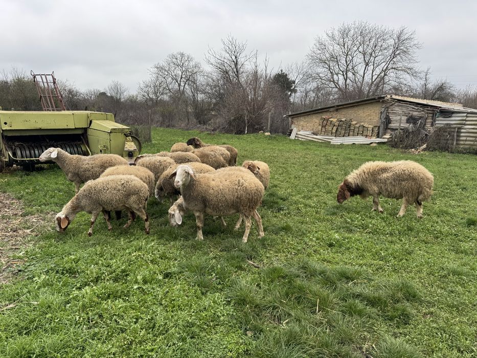 Продавам бременни овце 12 броя