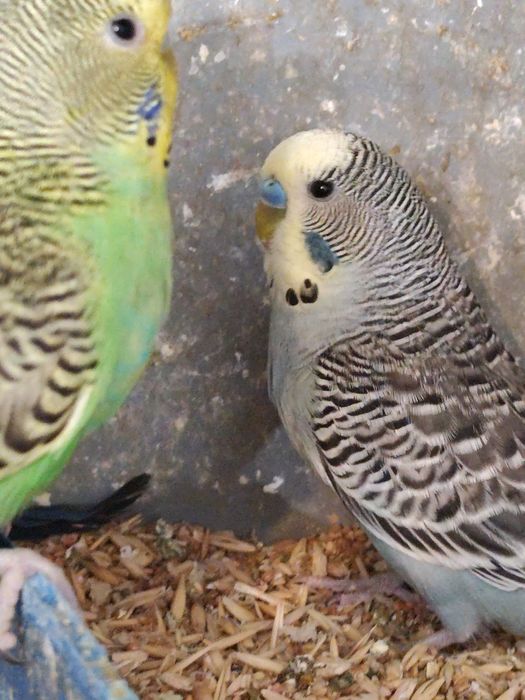 Peruși ,pui și tineret